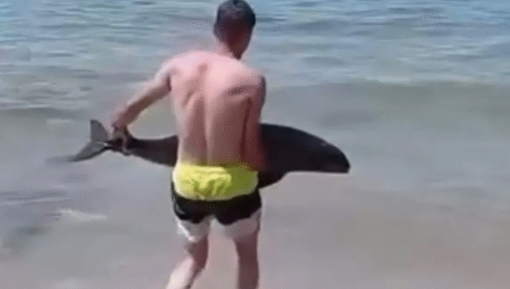 Kıyıya vuran yunus denize bırakıldı…