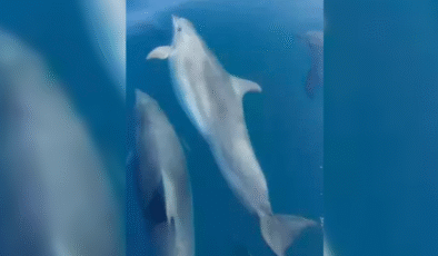 Balık tutmak istedi… Yunusların güzelliklerini resmetti…