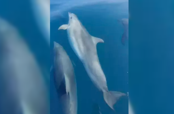 Balık tutmak istedi… Yunusların güzelliklerini resmetti…