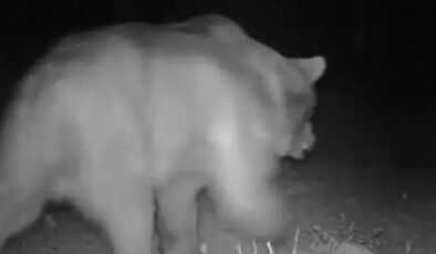 Boz ayı, karaca ve porsuklar fotokapana yansıdı…