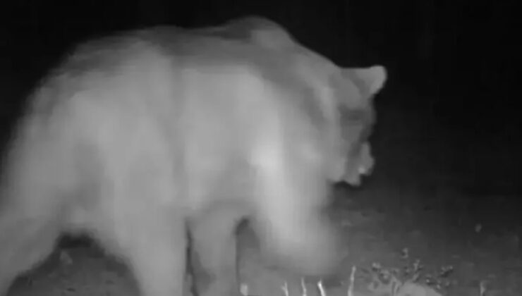 Boz ayı, karaca ve porsuklar fotokapana yansıdı…