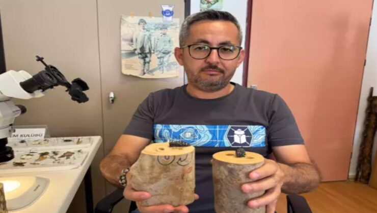 Dedektör köpekler, zararlı böcekleri tespit edecek…