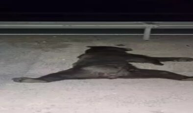 Minibüs çarptı…Ayı telef oldu…