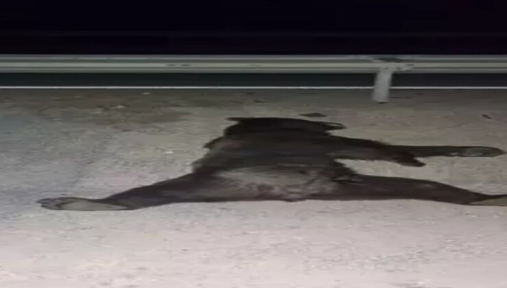 Minibüs çarptı…Ayı telef oldu…