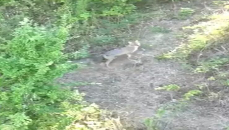 Dron sayesinde koyunlar kurtuldu…