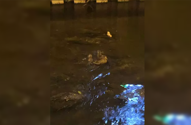 Nesli tükenmekte olan su samurları kameraya yansıdı…