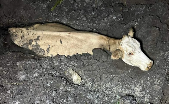4 gün önce kaybolmuştu… Bakın nerede bulundu…