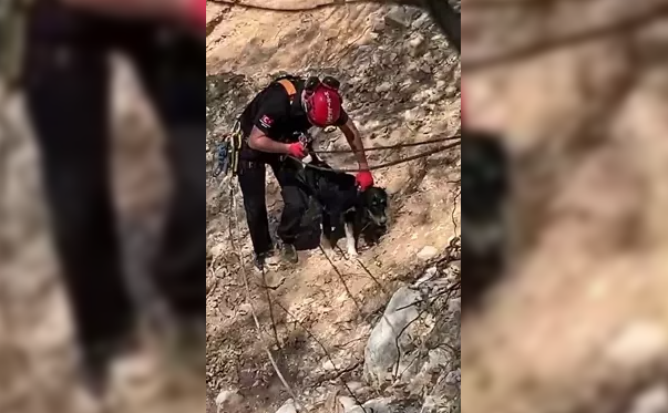 Kayalıklarda köpek kurtarma operasyonu…