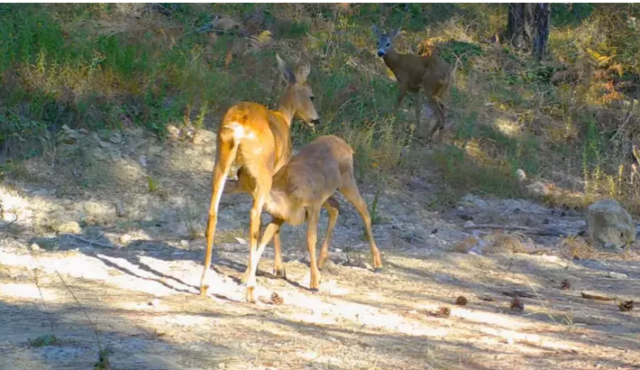Boz ayı ve yavrularının yanı sıra karacalar da kamerada…