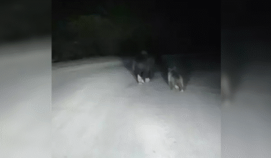 Yola inen ayı ve yavrusu kamerada…