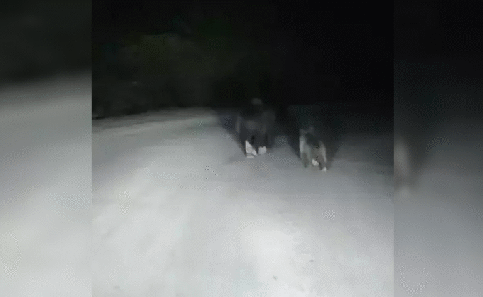 Yola inen ayı ve yavrusu kamerada…