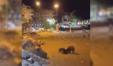 Sahilde yaban domuzları görüntülendi…