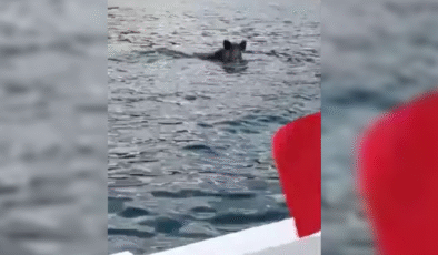 Denizde yaban domuzu görüntülendi…