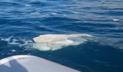 Denizdeki kirlilik için inceleme başlatıldı…