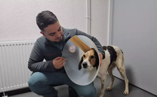 Beyin kemiğine kadar kanser yayılan köpek tedavi edildi…