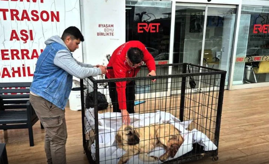 Kayıp köpeğini vurulmuş olarak buldu…