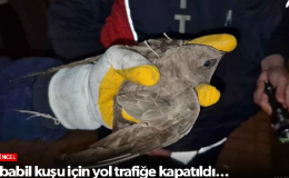 Ebabil kuşu için yol trafiğe kapatıldı…
