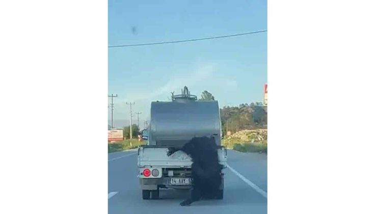 Kurbanlık hayvanı kamyonetin kasasından sarkıtarak taşıyan sürücüye ceza…