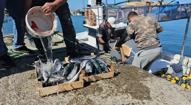 Denizde palamut bolluğu… 50 ton ile döndüler…